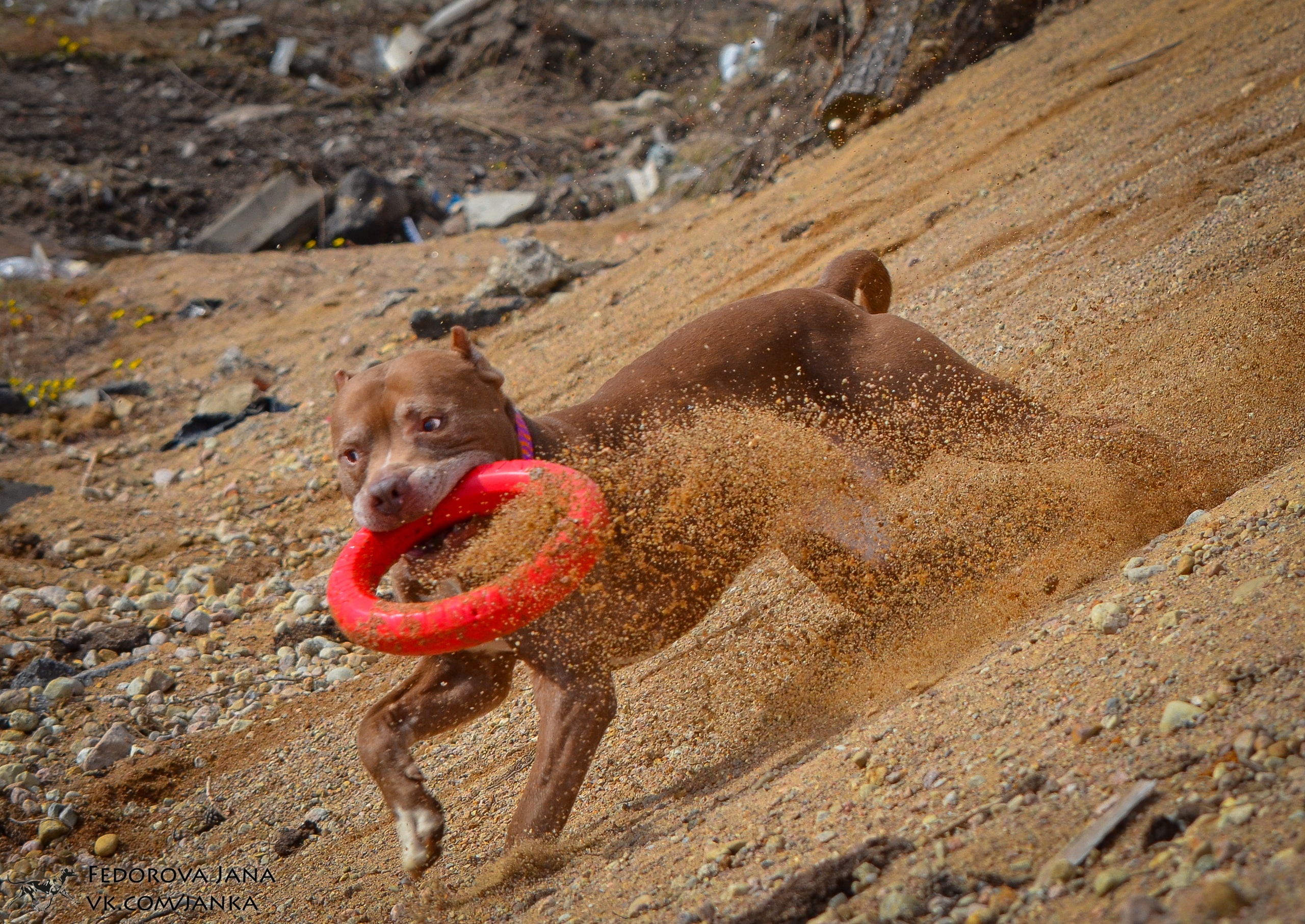 Восьмигранное кольцо Doglike