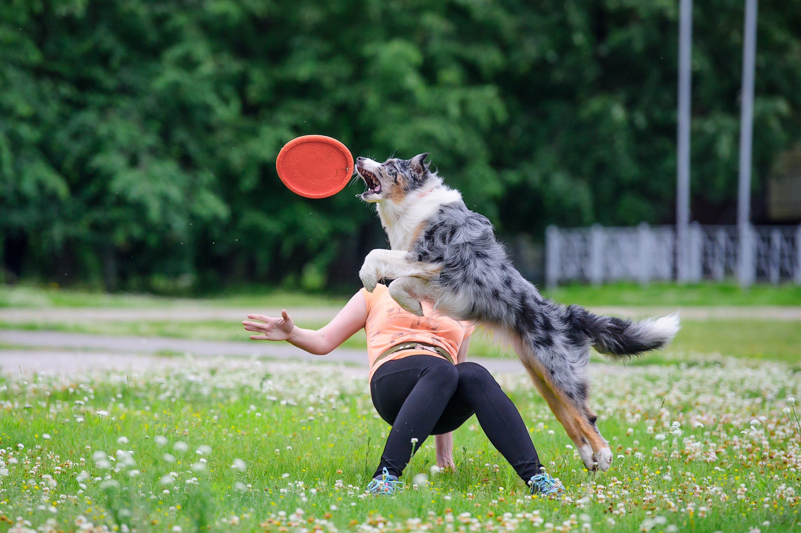 Летающая тарелка Doglike