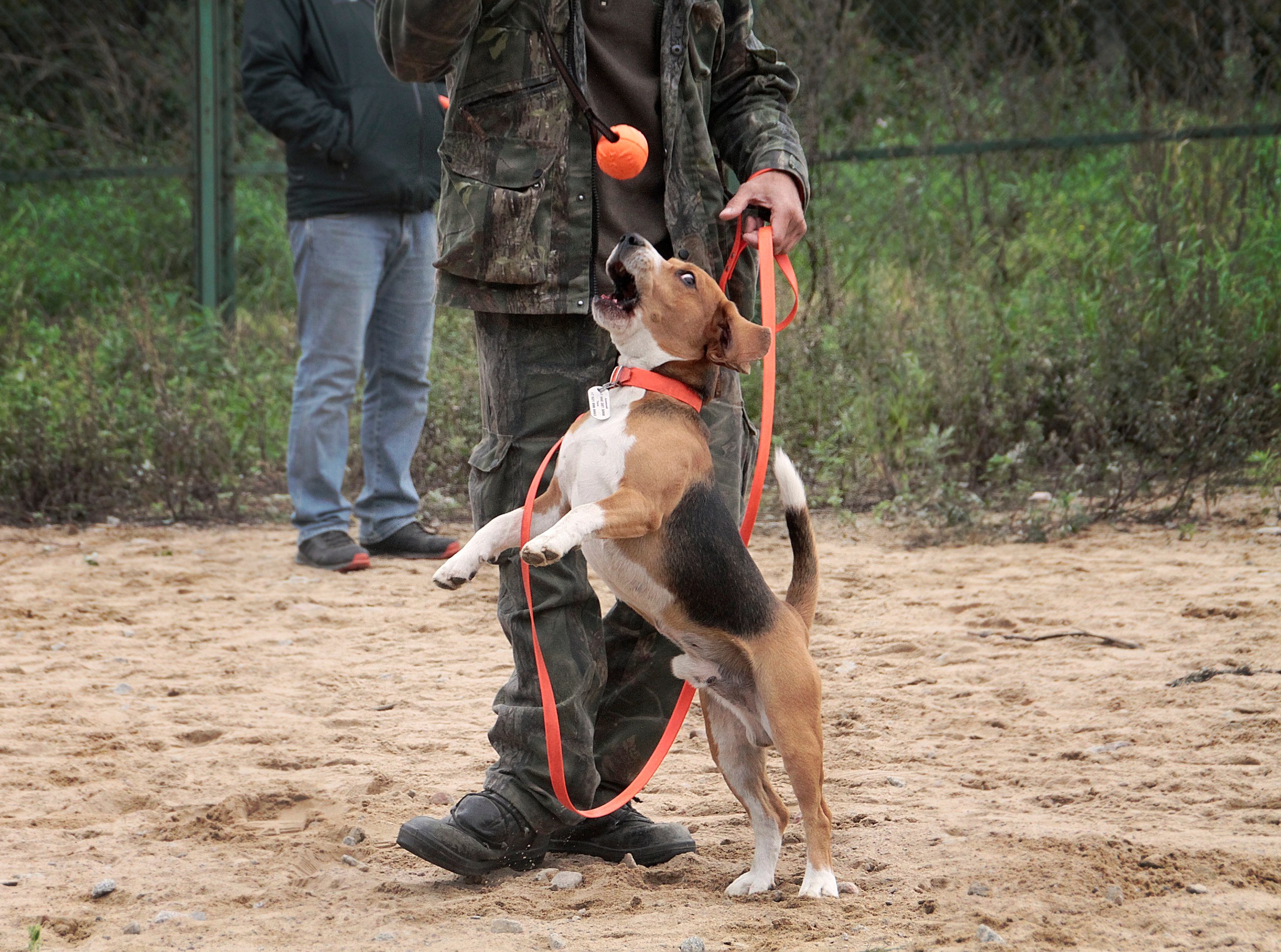 Мяч на ленте Doglike