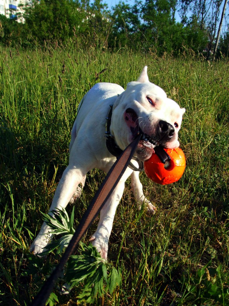 Мяч на ленте Doglike